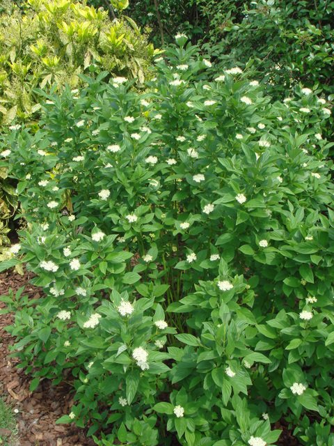 Cornus stolonifera 'Flariramea' (3)